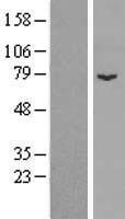 SPIRE1 Human Over-expression Lysate