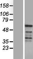 REXO4 Human Over-expression Lysate