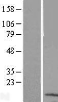 LYRM4 Human Over-expression Lysate