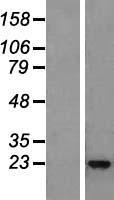 IL22 Human Over-expression Lysate