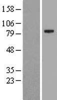 MYORG Human Over-expression Lysate