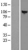 HACE1 Human Over-expression Lysate