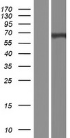 EBF4 Human Over-expression Lysate