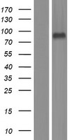 LRFN1 Human Over-expression Lysate
