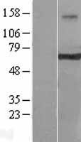 CRY2 Human Over-expression Lysate