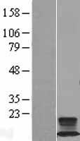 FXYD2 Human Over-expression Lysate