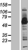 SMAP1 Human Over-expression Lysate