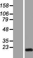 GLIPR2 Human Over-expression Lysate