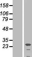Placental lactogen (CSH1) Human Over-expression Lysate