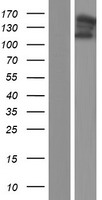 C14orf151 (INF2) Human Over-expression Lysate