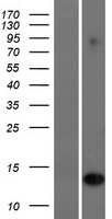 IFI6 Human Over-expression Lysate