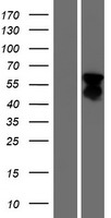 FOXL2 Human Over-expression Lysate