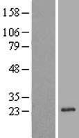 REEP1 Human Over-expression Lysate