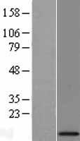 MRPL34 Human Over-expression Lysate