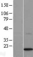 TMEM109 Human Over-expression Lysate