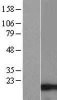BBLN Human Over-expression Lysate