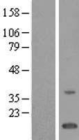 C7orf23 (TMEM243) Human Over-expression Lysate