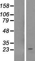 NOL12 Human Over-expression Lysate