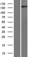 GNPTAB Human Over-expression Lysate