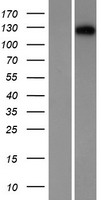 Desmocollin 1 (DSC1) Human Over-expression Lysate