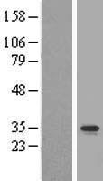 C2ORF47 (MAIP1) Human Over-expression Lysate