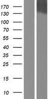 RIPOR1 Human Over-expression Lysate