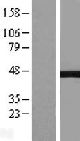 NEIL1 Human Over-expression Lysate