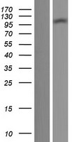 TTLL7 Human Over-expression Lysate