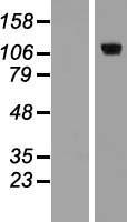 E2F8 Human Over-expression Lysate