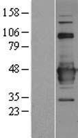 RTL10 Human Over-expression Lysate