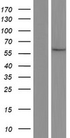 GSTCD Human Over-expression Lysate