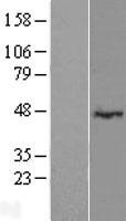 LRRC2 Human Over-expression Lysate