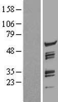 CPSF7 Human Over-expression Lysate