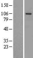 AGO3 Human Over-expression Lysate