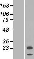 NRSN2 Human Over-expression Lysate