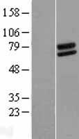 FOXRED2 Human Over-expression Lysate