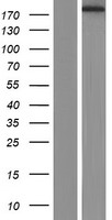TRPM3 Human Over-expression Lysate