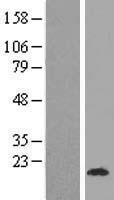 C3orf36 Human Over-expression Lysate