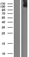 ADAMTS20 Human Over-expression Lysate