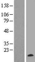 C10orf57 (TMEM254) Human Over-expression Lysate