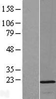 OPA3 Human Over-expression Lysate