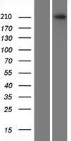 Plexin A2 (PLXNA2) Human Over-expression Lysate