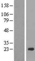 CXXC4 Human Over-expression Lysate