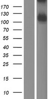 ITIH5 Human Over-expression Lysate