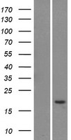 LY6G5C Human Over-expression Lysate