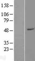 ZFP2 Human Over-expression Lysate