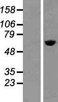 TCP1 alpha (TCP1) Human Over-expression Lysate