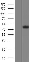GPR63 Human Over-expression Lysate