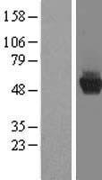 CC130 (CCDC130) Human Over-expression Lysate