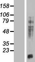 MAP4 Human Over-expression Lysate